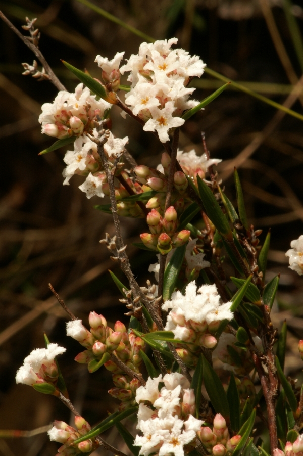 Leucopogon virgatus